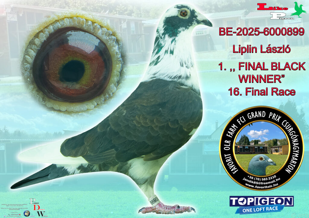 BE-2025-6000899 Liplin László 1. FINAL BLACK WINNER
