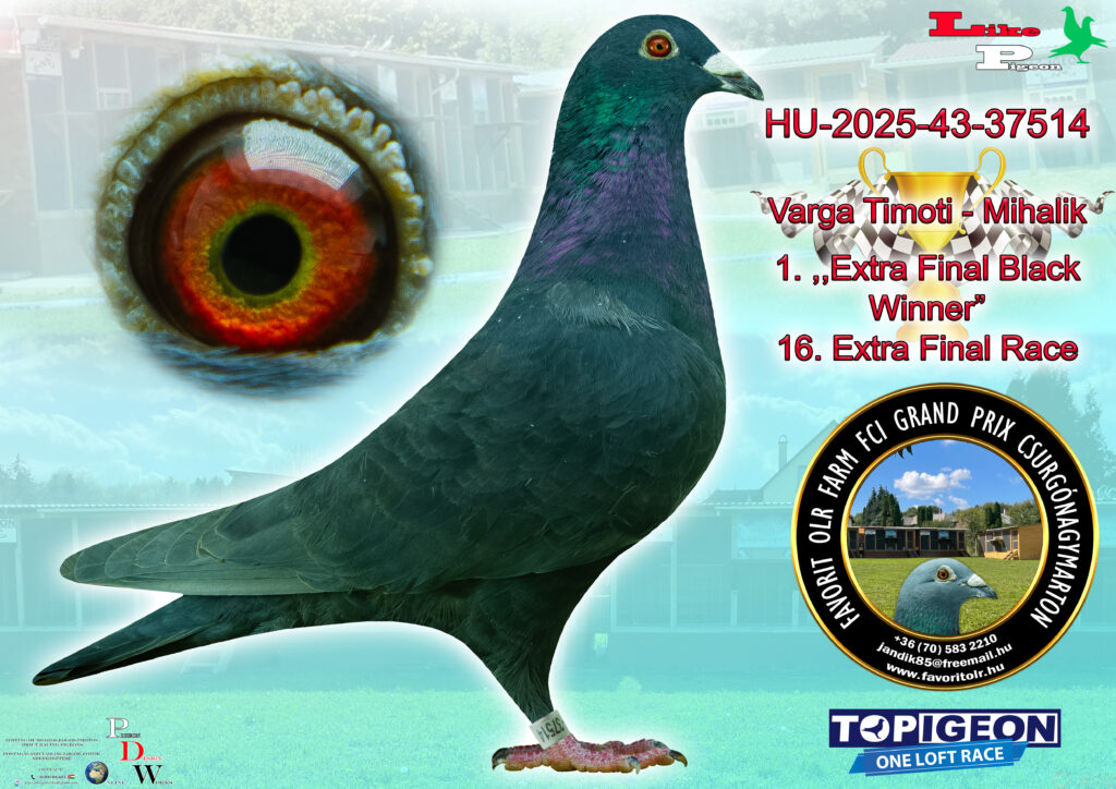 HU-2025-43-37514 Varga Timoti - Mihalik 1. EXTRA FINAL BLACK WINNER