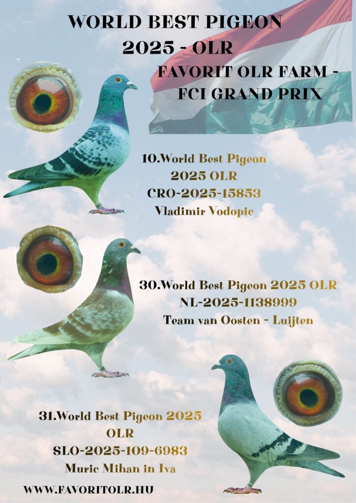 World Best Pigeon 2025 OLR 1